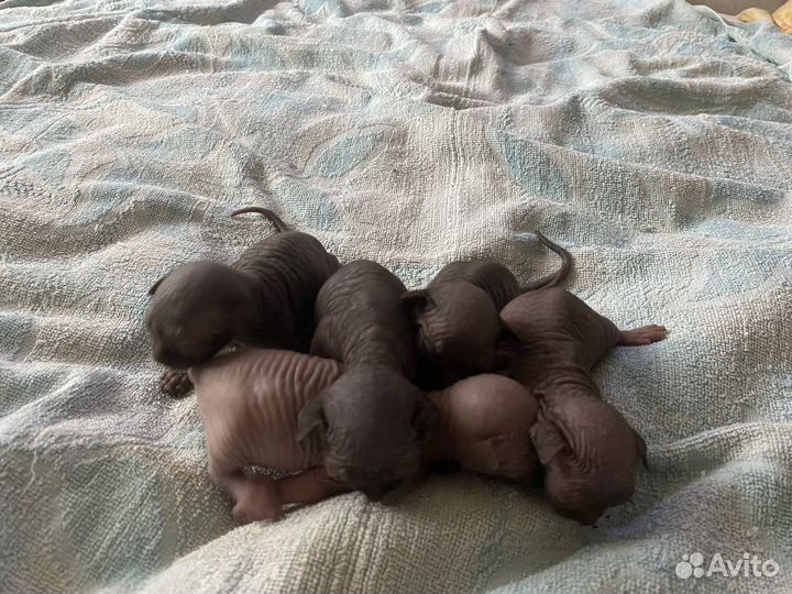 Канадский сфинкс котенок