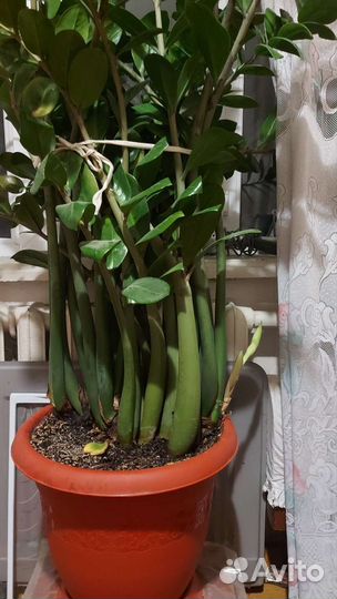 Замиокулькас