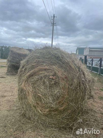 Сено в рулонах 145 размер