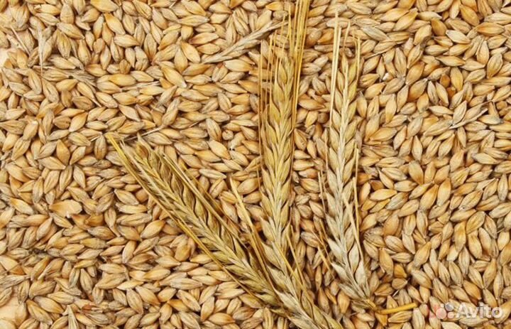 Ячмень