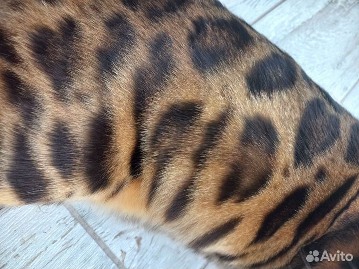 Вязка Бенгальский кот