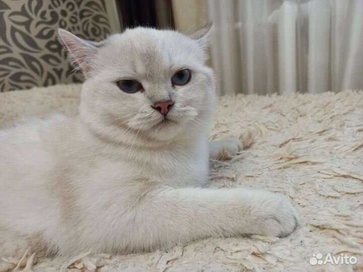 Британская серебристая шиншилла