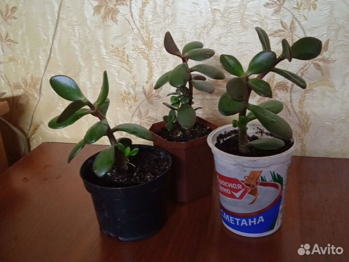 Крассула толстянка