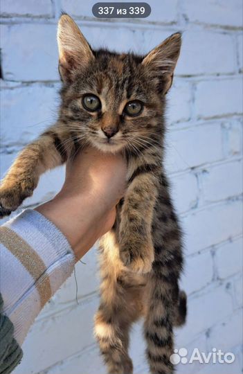 Котик в дар