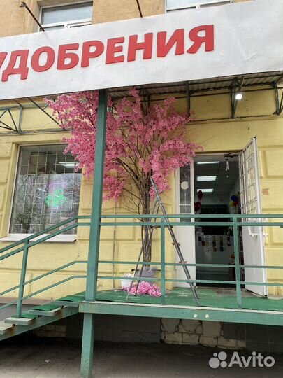 Магазин комнатных растений цветочный магазин