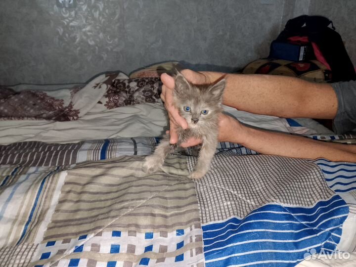 Продам кошечек Мейн-кунят