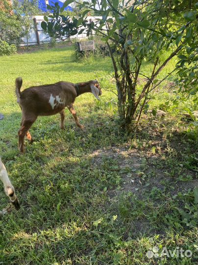 Продам козочек