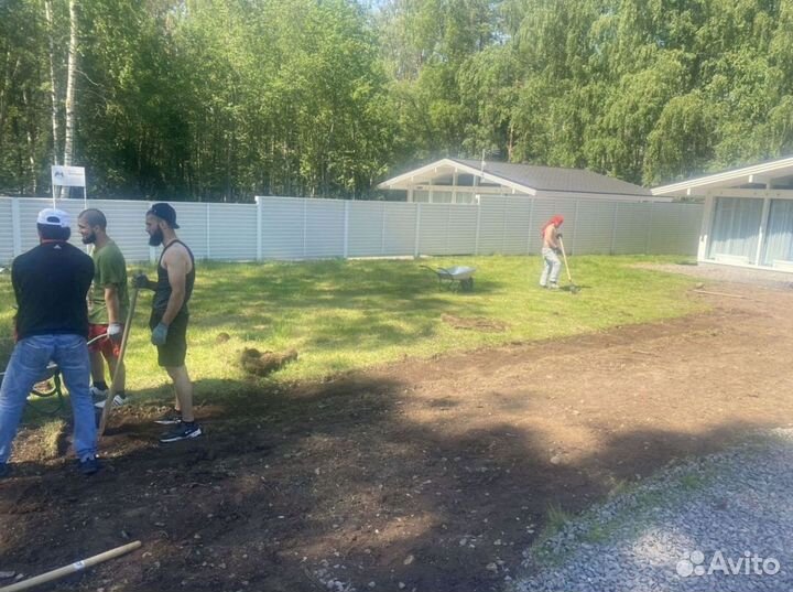 Качественный газон эконом