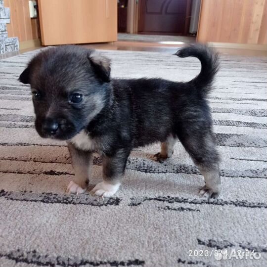 Щенки мальчик и девочка- 1.5 мес