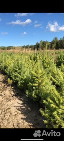 Сеянцы ели 3х летка