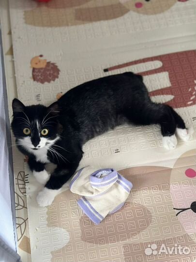 Отдам кота в добрые руки