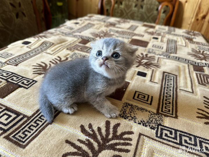 Шотландская вислоухая