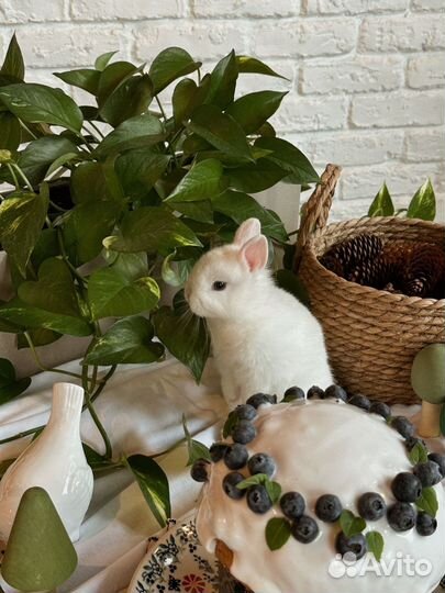 Фотосессия, с декоративными кроликами аренда