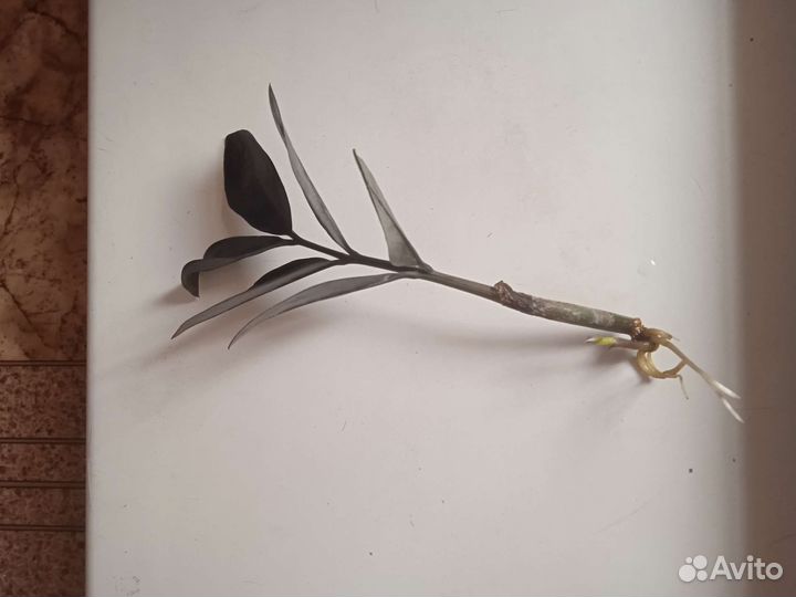 Замиокулькас черный равенржатель для украшений