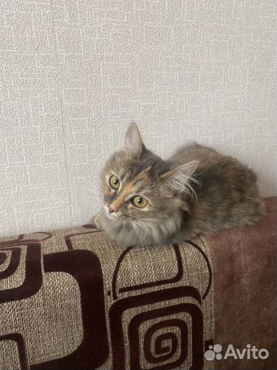 Кошка