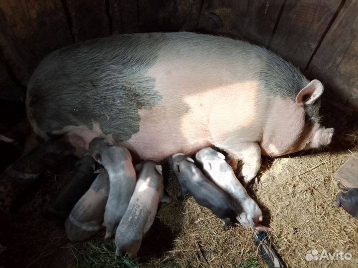 Вьетнамские вислобрюхие поросята