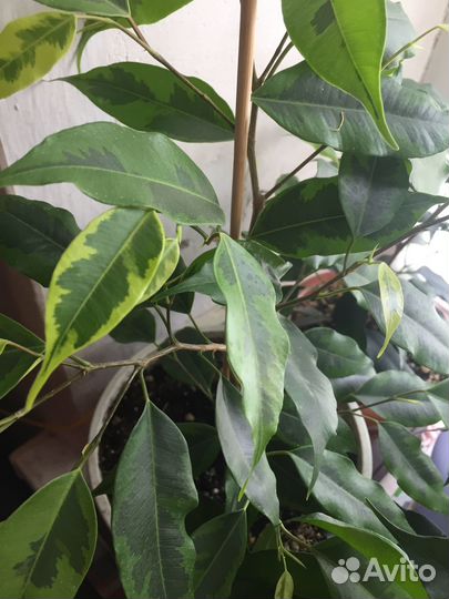 Комнатные растения цветы