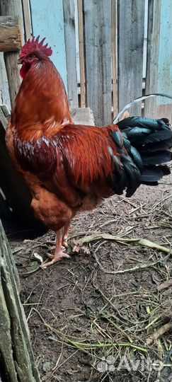 Молодой петушок