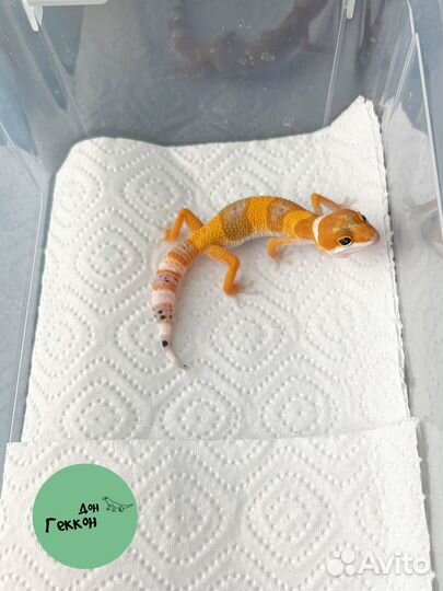 Малыши эублефары + стартовый набор в подарок