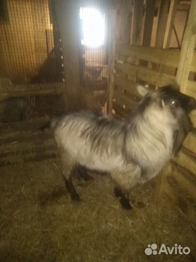 Козлята альпийские, козочки