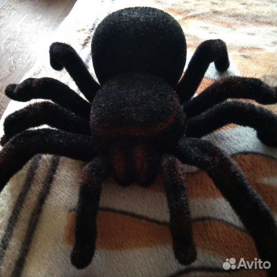 Паук тарантул