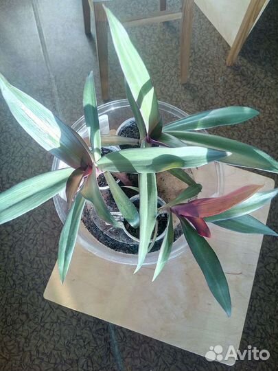 Традесканция Рео