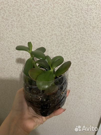 Денежное дерево