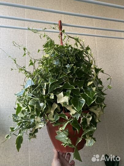 Крестовник вариегатный. Комнатные растения