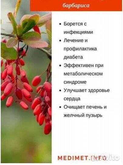 Барбарис ягоды