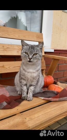 Кошка ищет дом