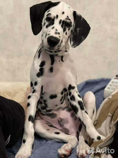 Щенки долматинца