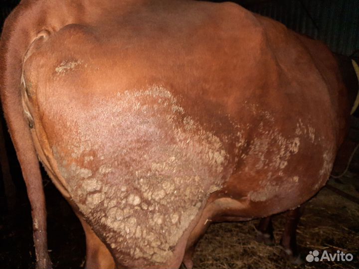 Корову обменяю на дойную