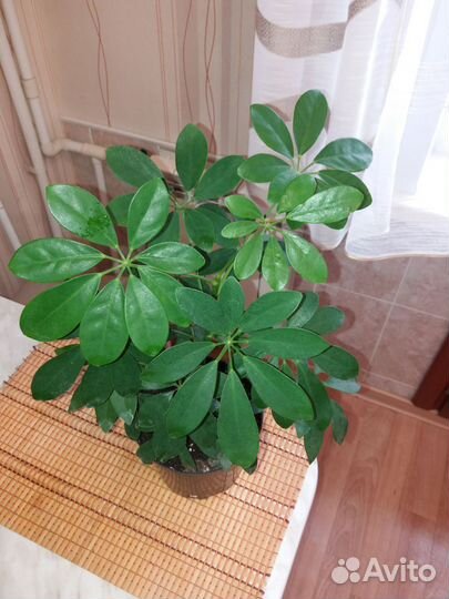 Замиокулькас супер нова