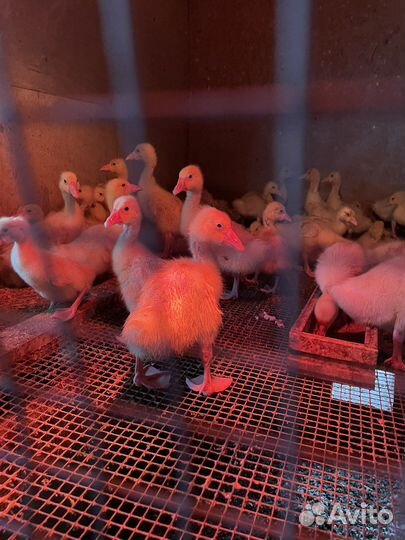 Гусята линда суточные и подрощенные