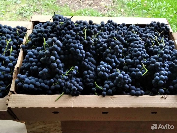 Саженцы винограда