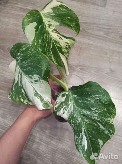 Монстера альба