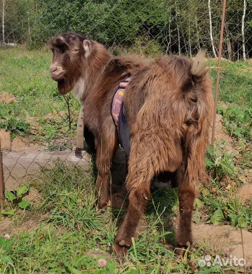 Козлы и козы