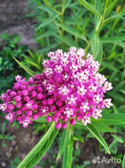 Саженцы многолетников