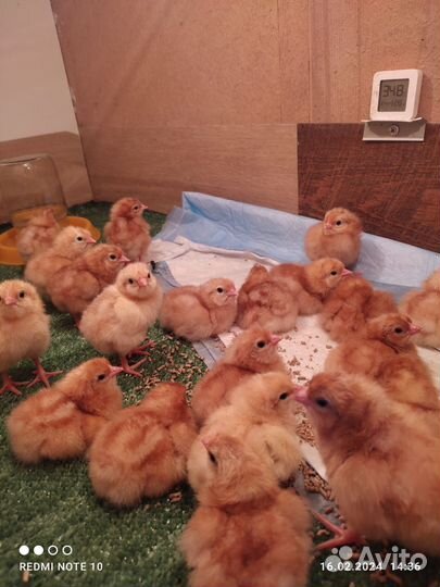 Подрощенные Цыплята- Мастер Грейс