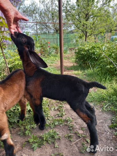 Англо нубийские козлята