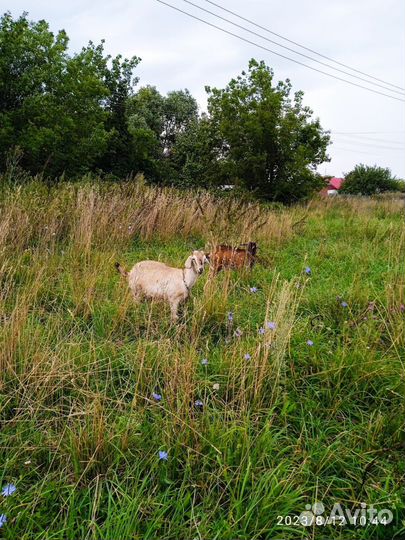 Козлята продажа