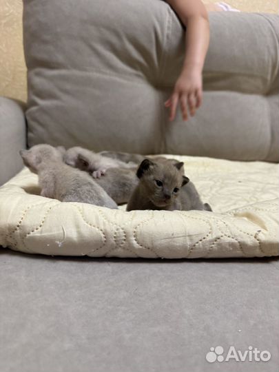 Бурманские котята