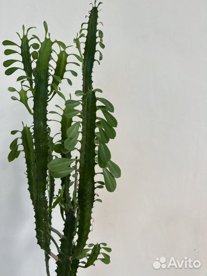 Молочай трехгранный