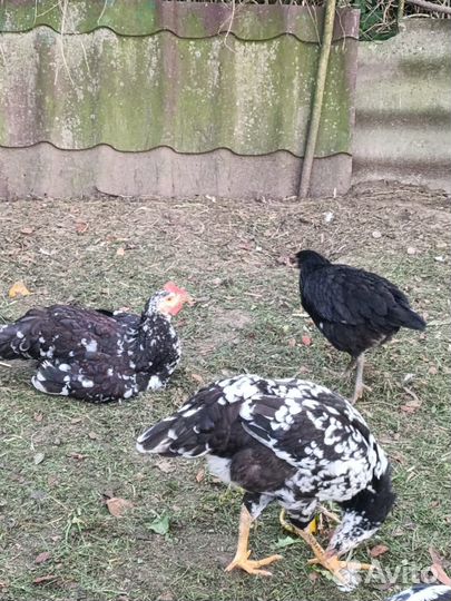 Леггорн далматинец 4,5 мес