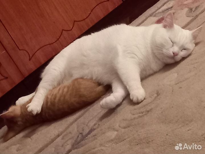 Персиковые котята