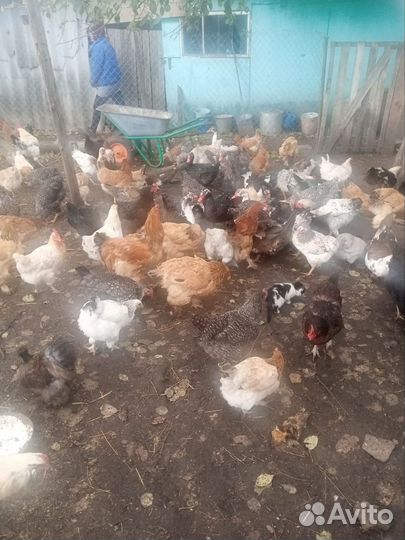 Куры молодки