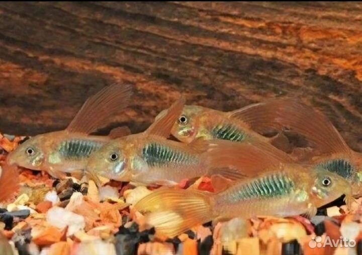 Аквариумные рыбки и креветки