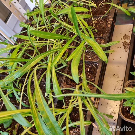 Гацания Триада