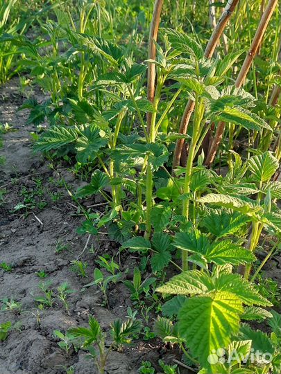 Саженцы малины, Молодая Малина, Малина деревом