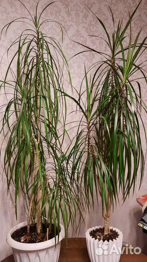 Продам драцену